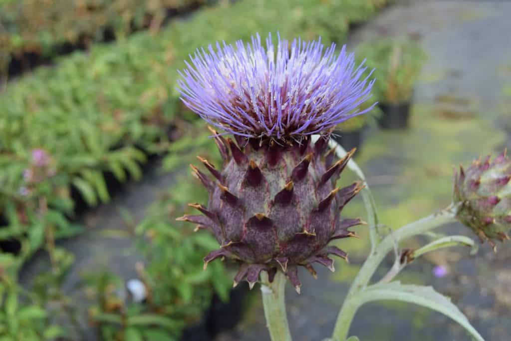 Cynara cardunculus ---